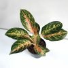 Aglaonema Peacock