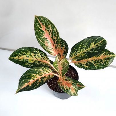 Aglaonema Peacock
