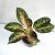 Aglaonema Peacock