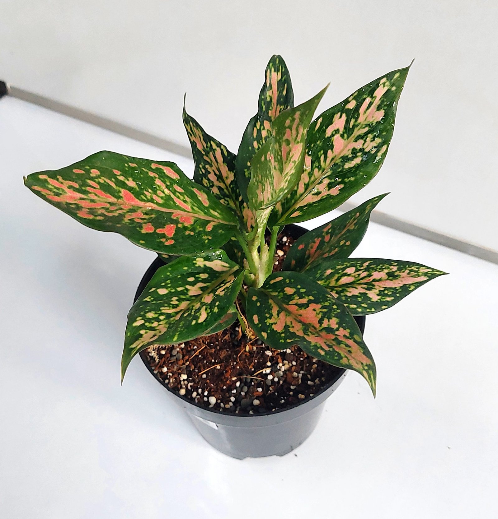 Aglaonema Pink Dotted Live Plant with Grow Pot