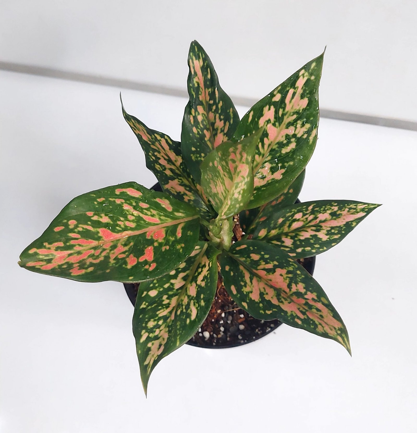 Aglaonema Pink Dotted Live Plant with Grow Pot - Image 2