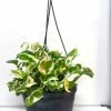 Enjoy money plant - Hanging Plant