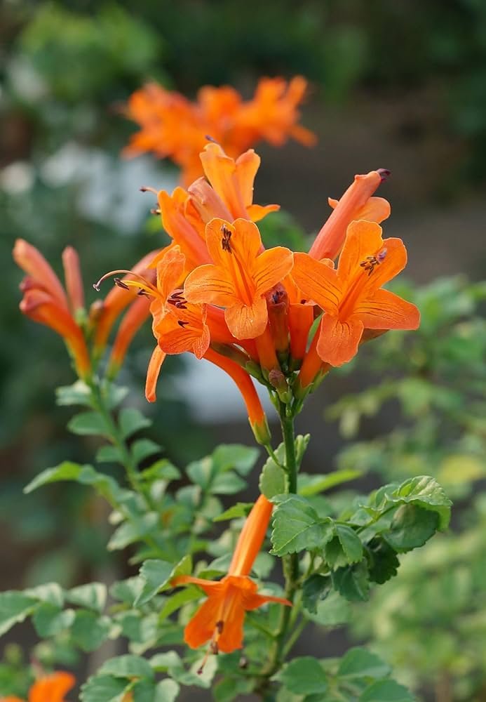 Tecoma (Shrub) - Orange