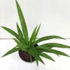 Chlorophytum Green (Spider plant)
