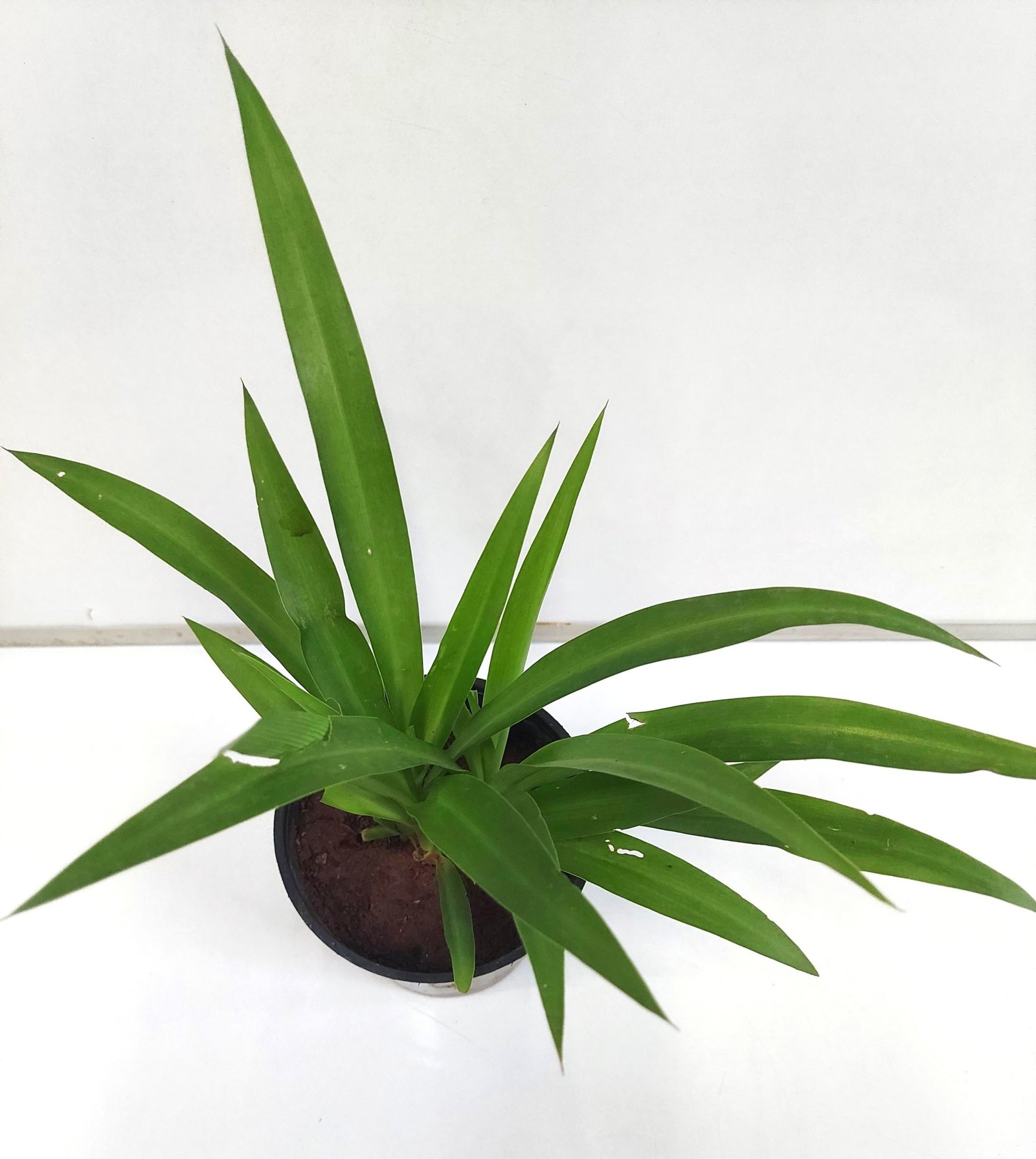 Chlorophytum Green (Spider plant)