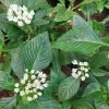 Pentas/Star Cluster Plant-White