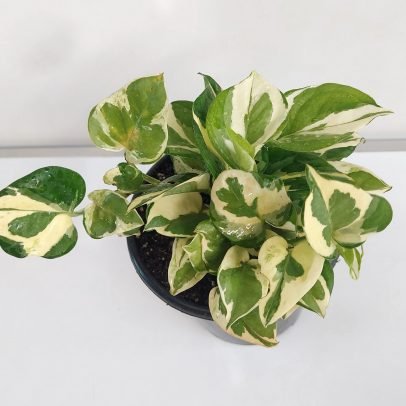 Enjoy money plant ( N' Joy money plant)