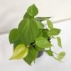 Philodendron Oxycardium Neon Money plant