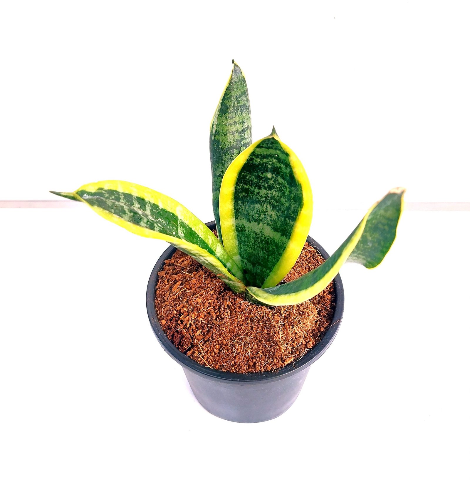 Sansevieria superba