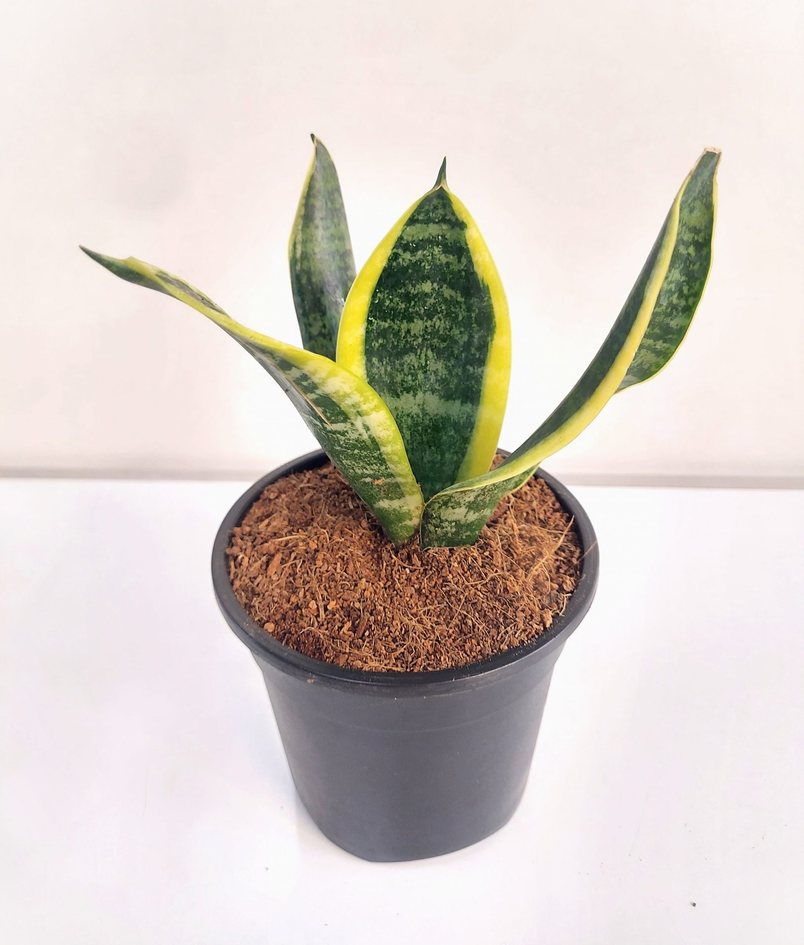 Sansevieria superba - Image 2