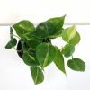 Philodendron Oxycardium Variegated Money Plant