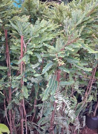 AMLA - Green Amla / Green Gooseberry / Phyllanthus emblica / Periya Nellikai Grafted Live Plant - Image 2