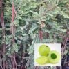 AMLA - Green Amla / Green Gooseberry / Phyllanthus emblica / Periya Nellikai Grafted Live Plant