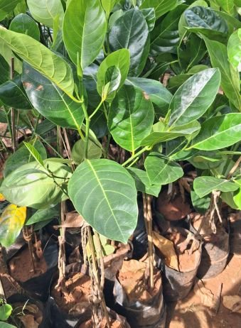 Jackfruit - Thailand Pink / Chakka / Palakai Grafted Live Plant - Image 2