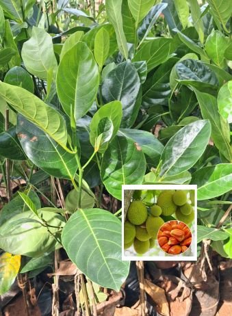 Jackfruit - Thailand Pink / Chakka / Palakai Grafted Live Plant