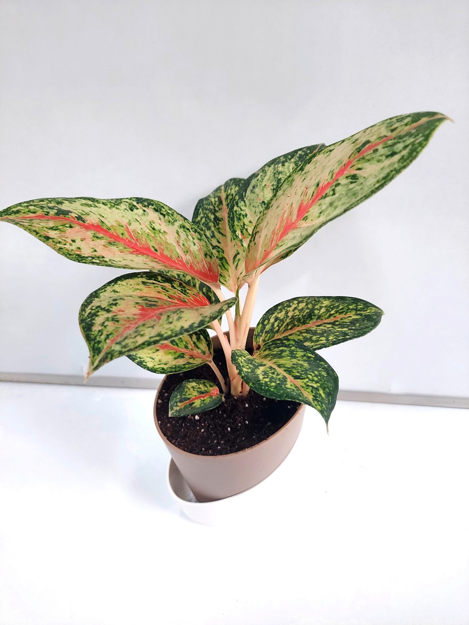 Aglaonema Peacock Live Plant With Self Watering Pot - Image 2