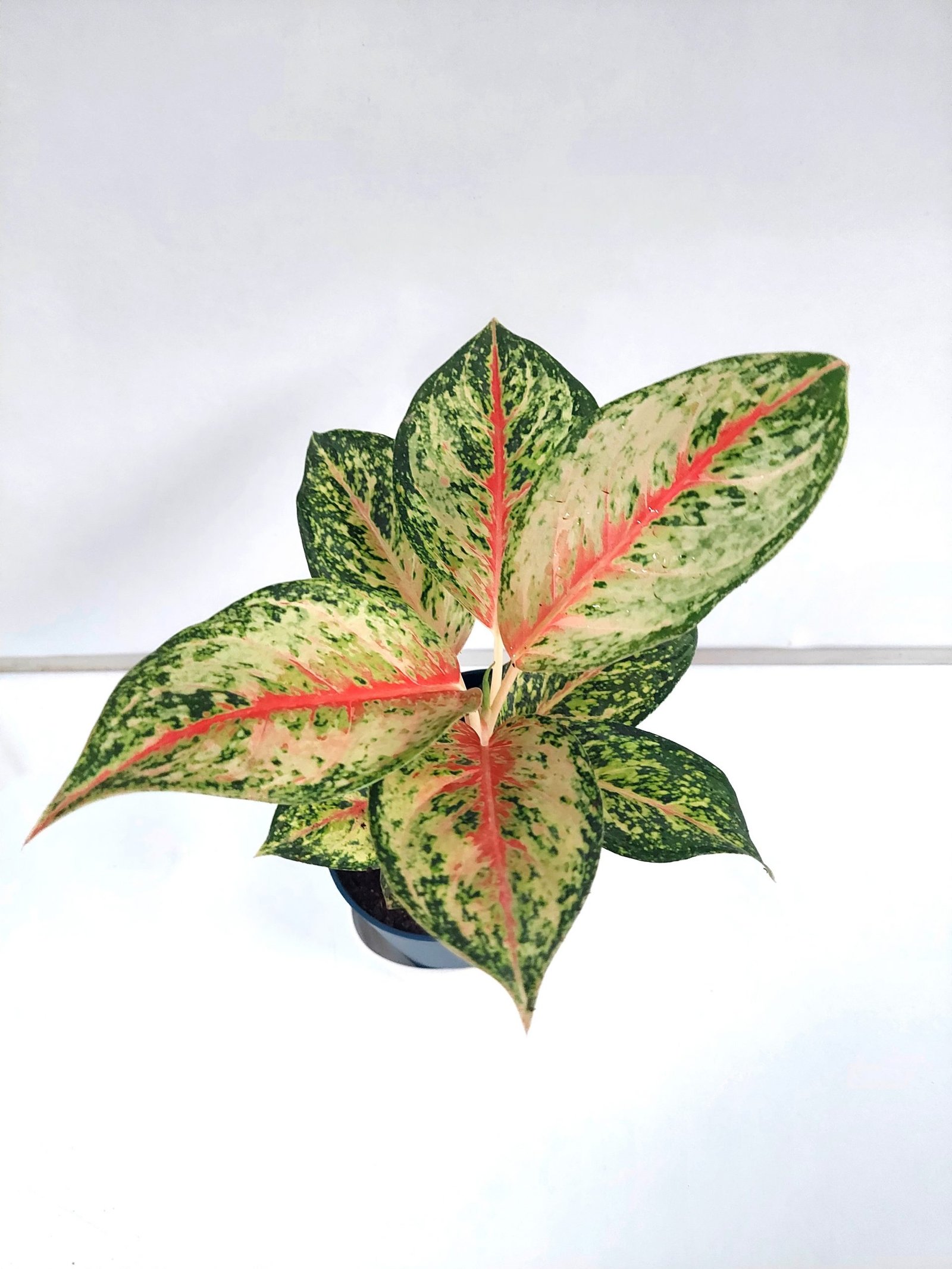 Aglaonema Peacock Live Plant With Self Watering Pot