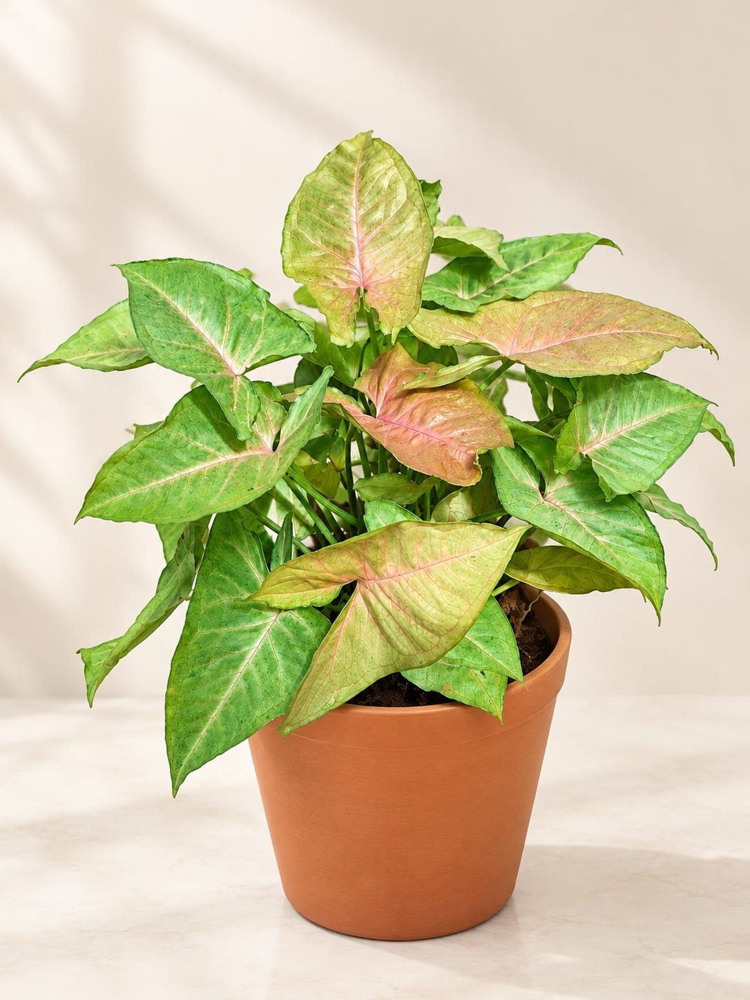 Syngonium Bronze