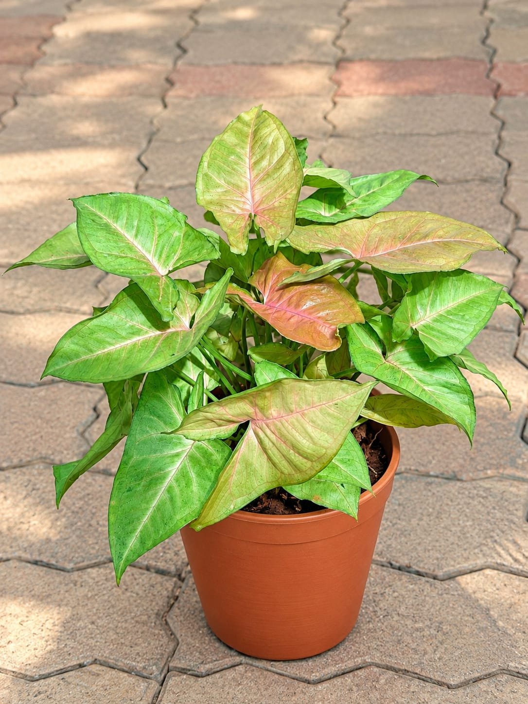 Syngonium Bronze - Image 2