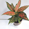 Aglaonema Pink Dotted Live Plant With Self Watering Pot