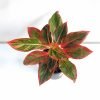 Aglaonema Lipstick Live Plant with Grow Pot
