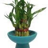 Lucky Bamboo Live Plant with Ceramic Bowl - 2 Layer / Indoor Lucky Plant