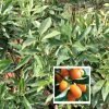 Citrus Family - Sweet Lemon / Kumquat Grafted Live Plant