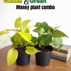 Money Plant Combo (Buy 1 Get 1 Free)