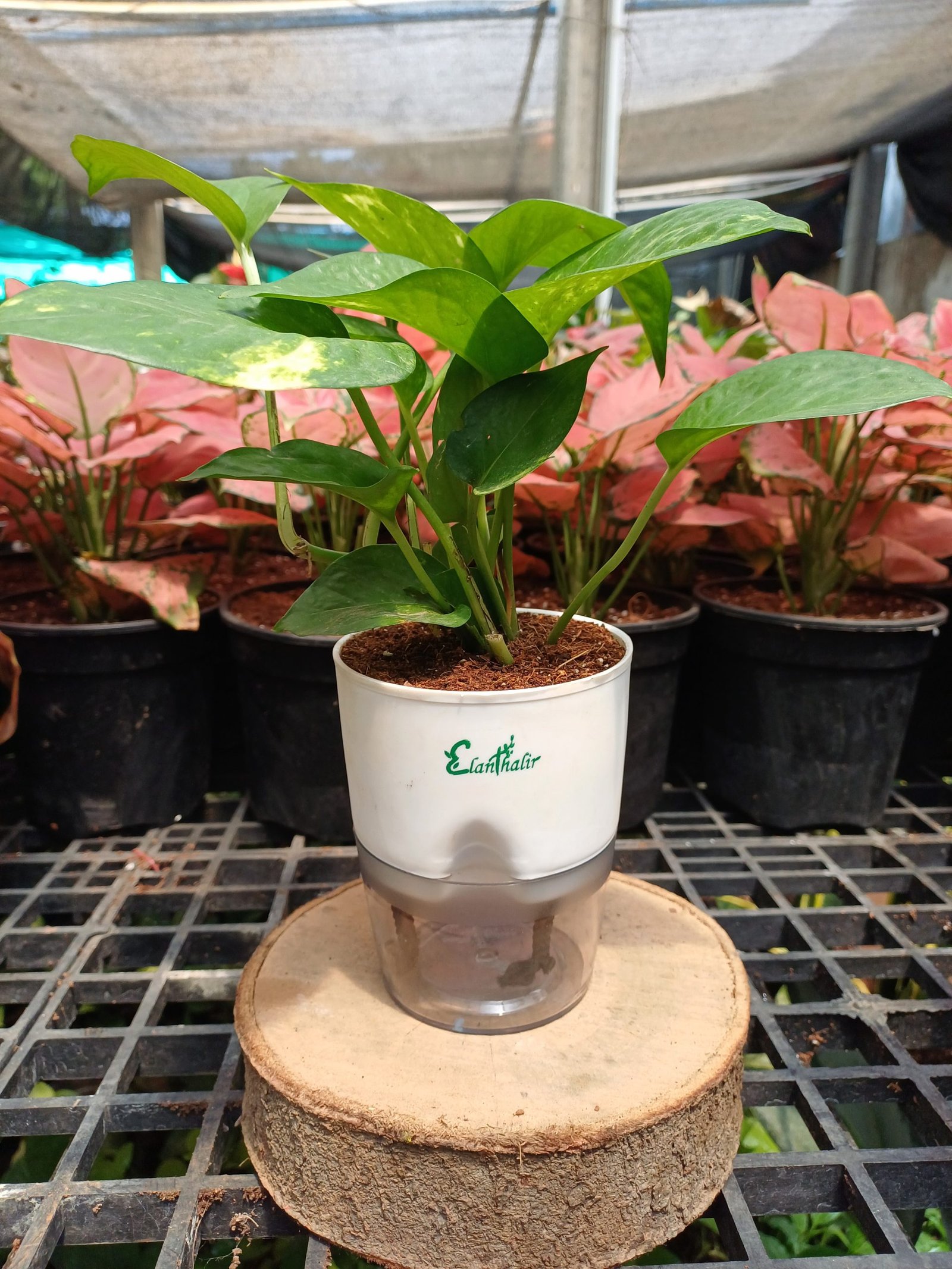 Easy Care Combo With Self Watering Pot - Image 6