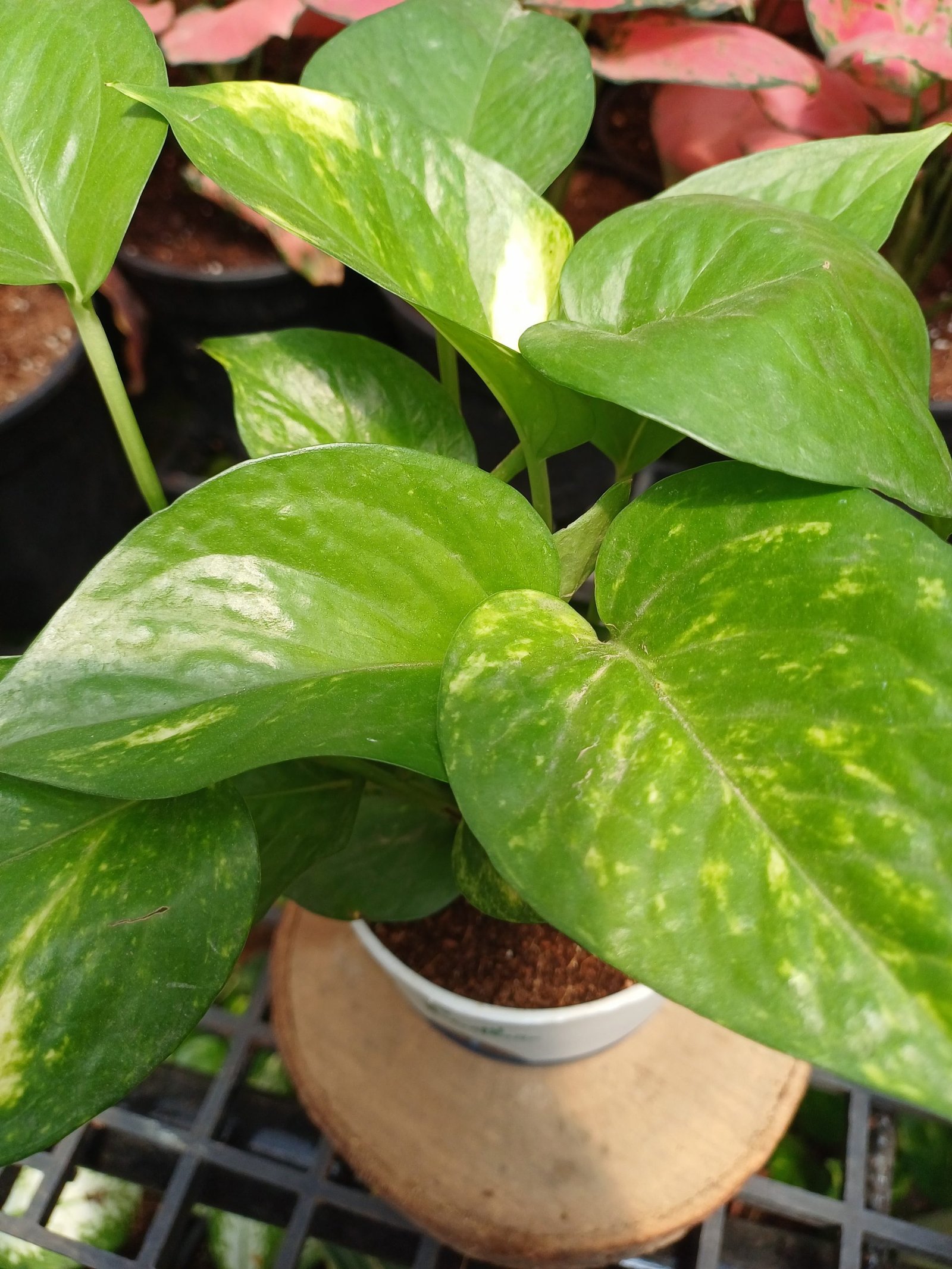 Easy Care Combo With Self Watering Pot - Image 10