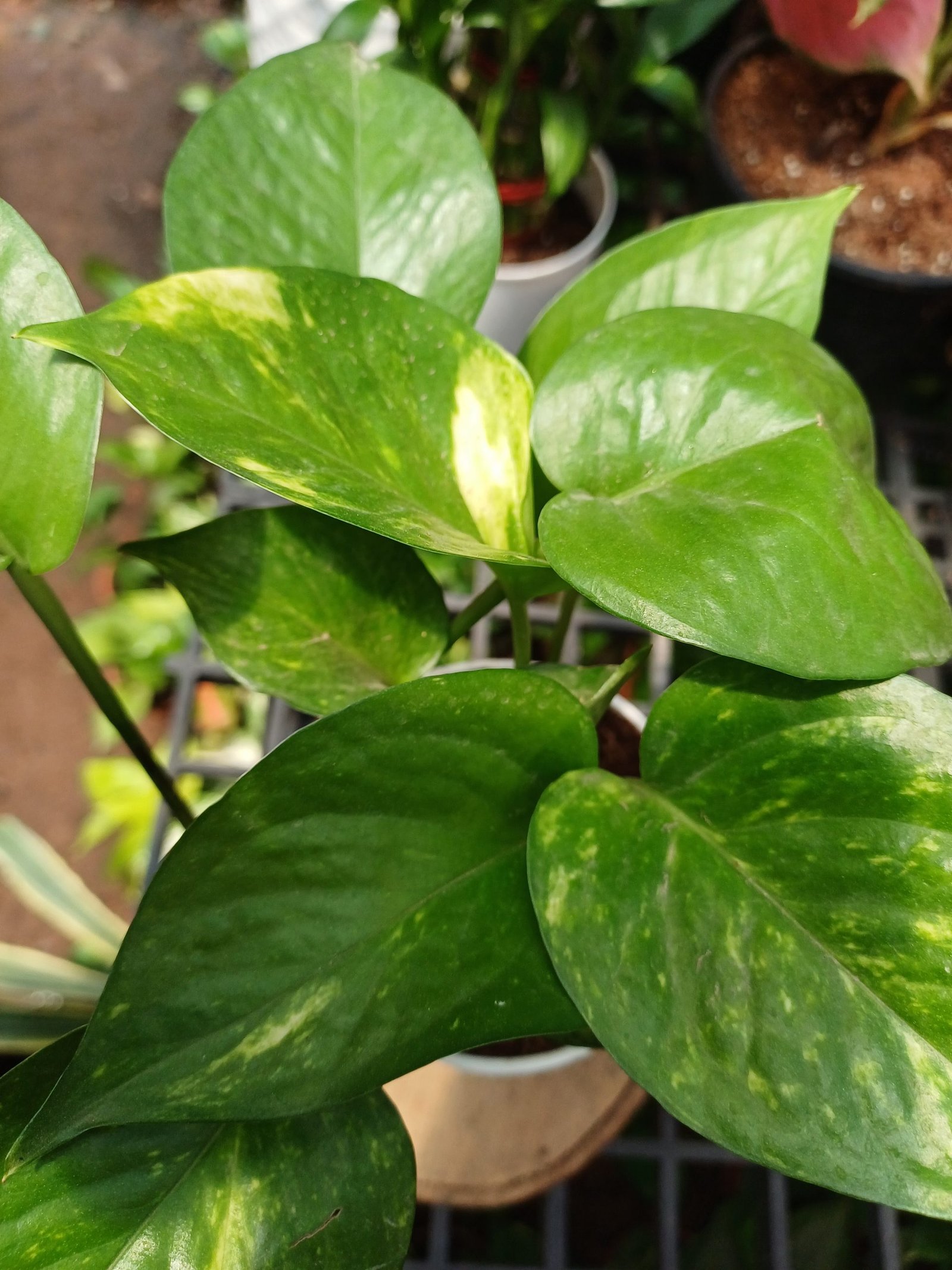 Easy Care Combo With Self Watering Pot - Image 13