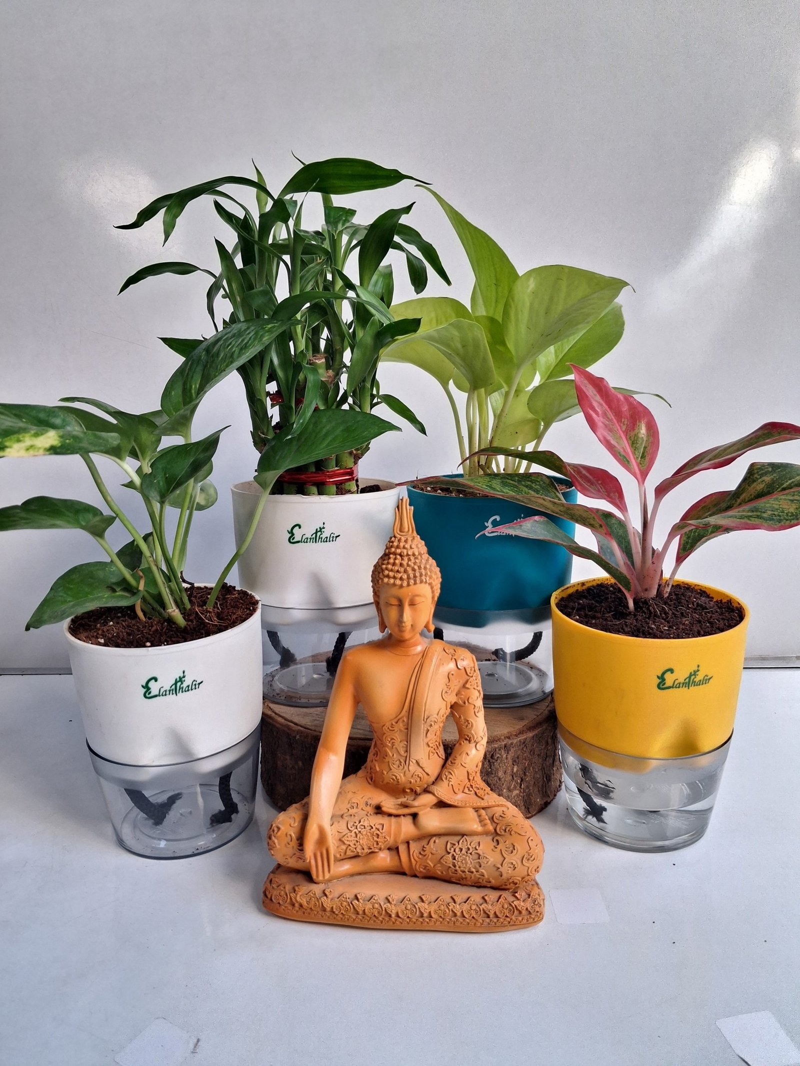 Easy Care Combo With Self Watering Pot