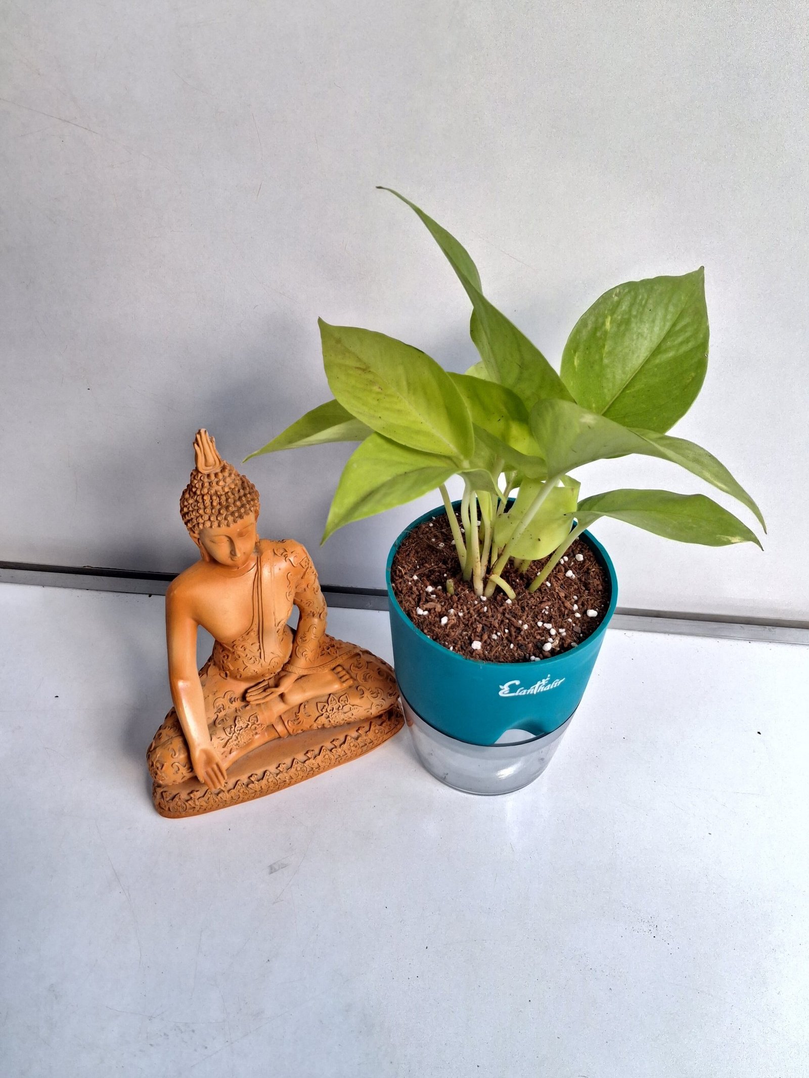 Easy Care Combo With Self Watering Pot - Image 22