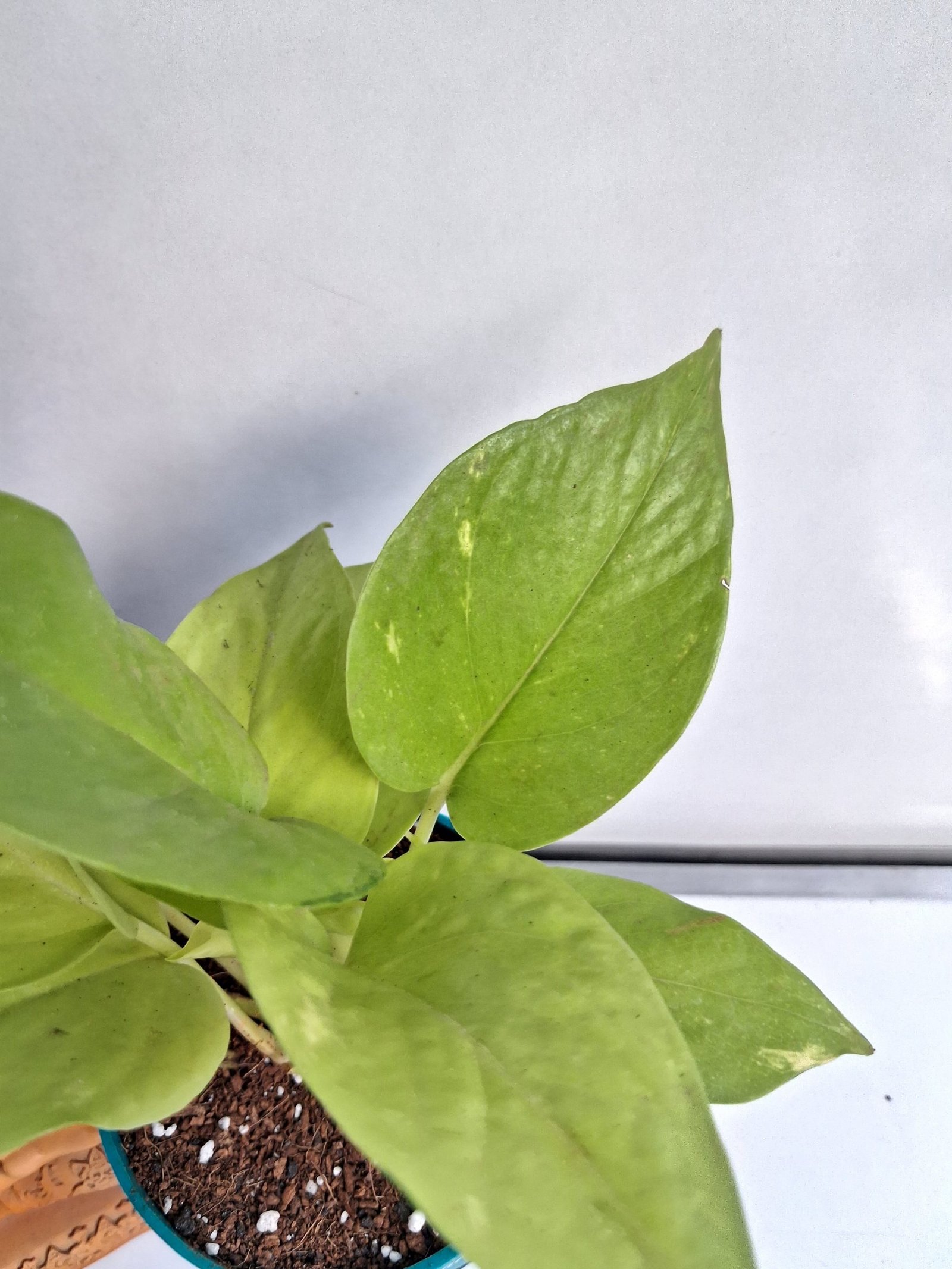 Easy Care Combo With Self Watering Pot - Image 23