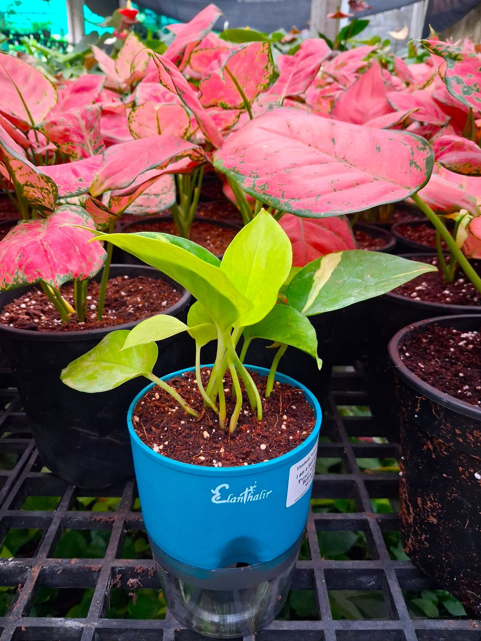 Easy Care Combo With Self Watering Pot - Image 21