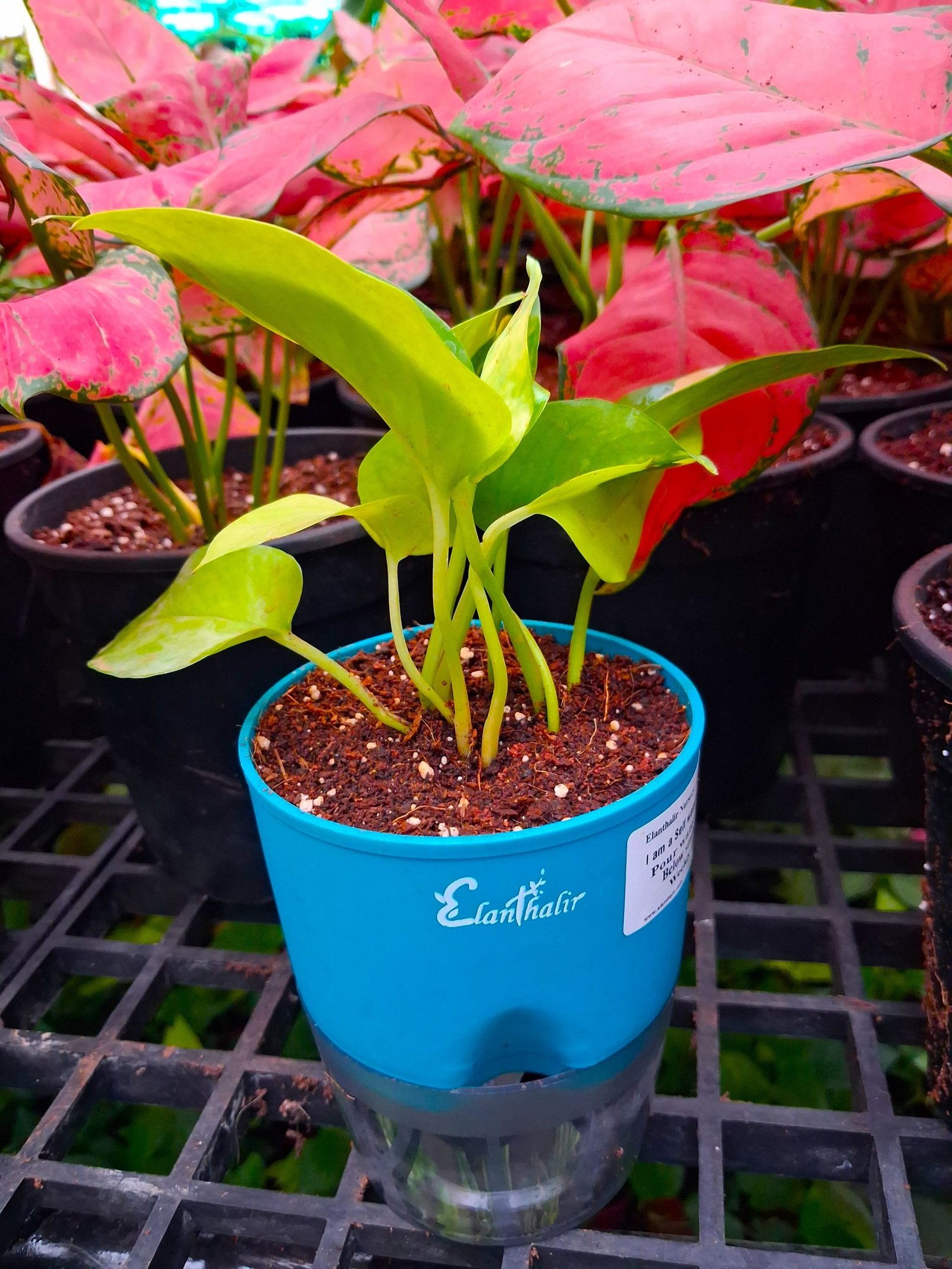 Easy Care Combo With Self Watering Pot - Image 19