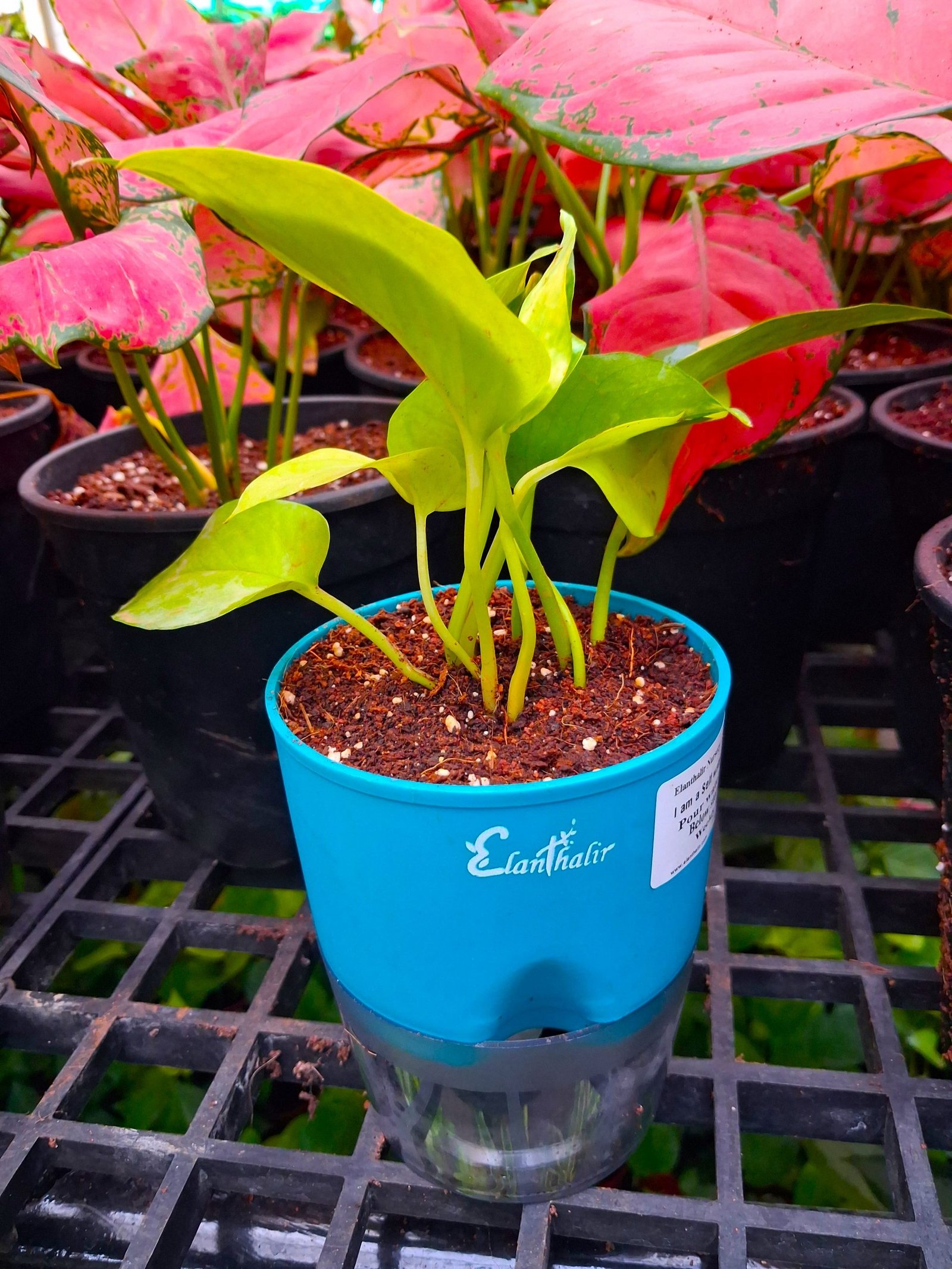 Easy Care Combo With Self Watering Pot - Image 20