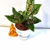 Aglaonema Pink Dotted with Self Watering Pot