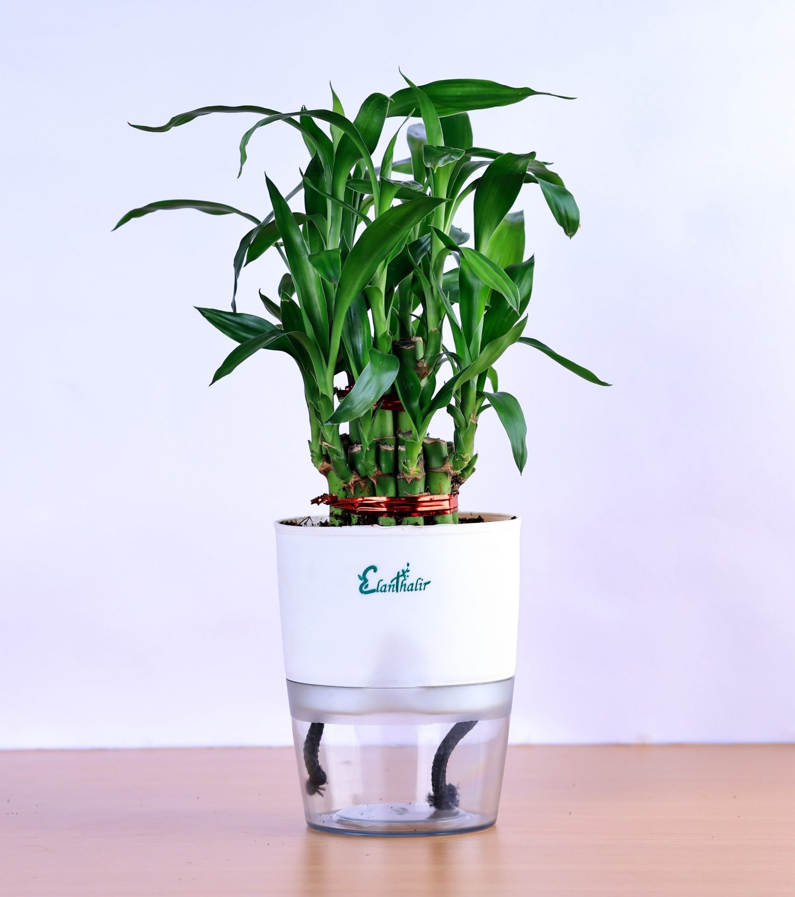 Lucky Bamboo 2-Layer with Self Watering Pot