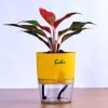 Aglaonema Lipstick with Self Watering Pot