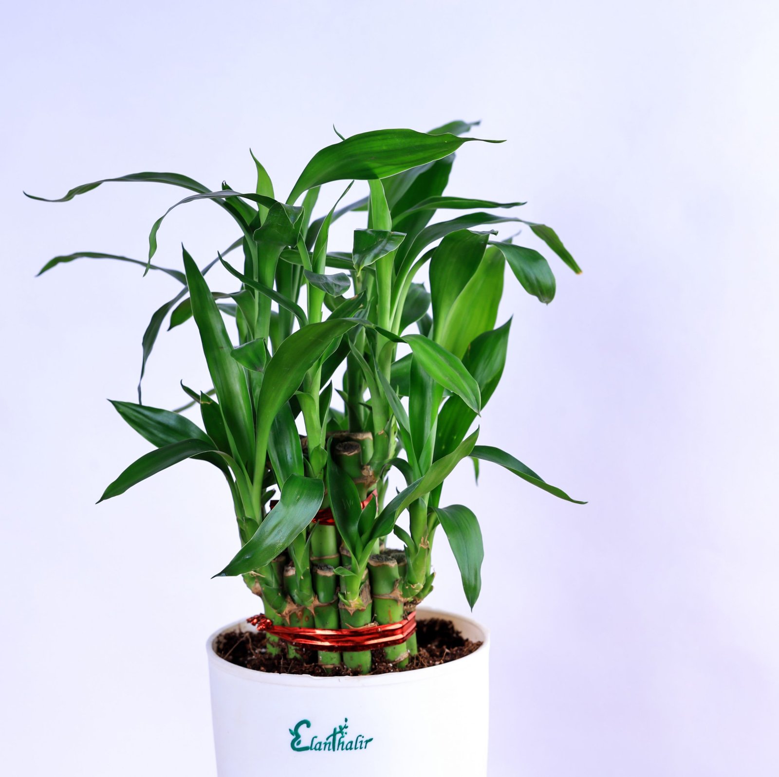 Lucky Bamboo 2-Layer with Self Watering Pot - Image 2