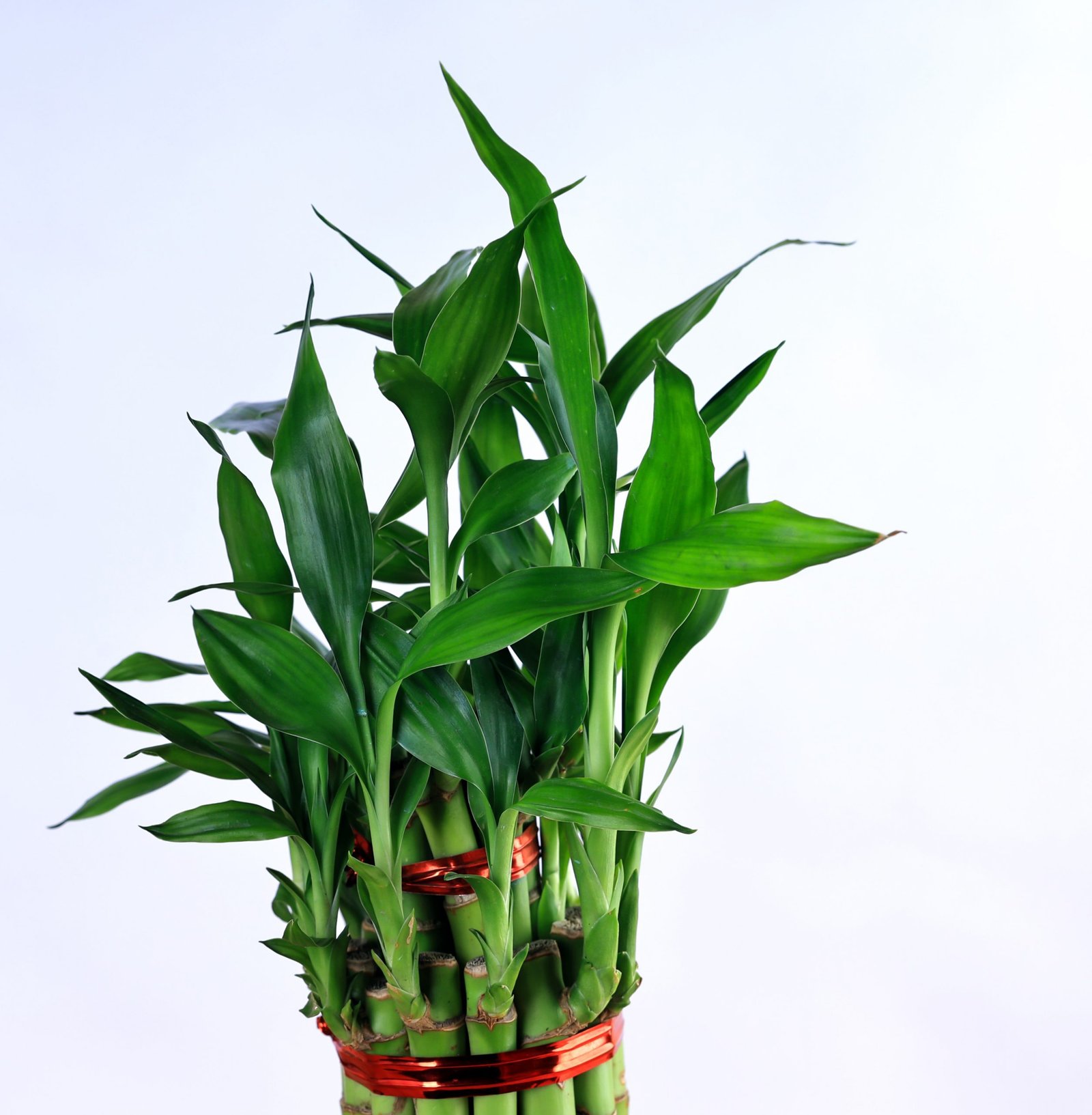 Lucky Bamboo 2-Layer with Self Watering Pot - Image 4