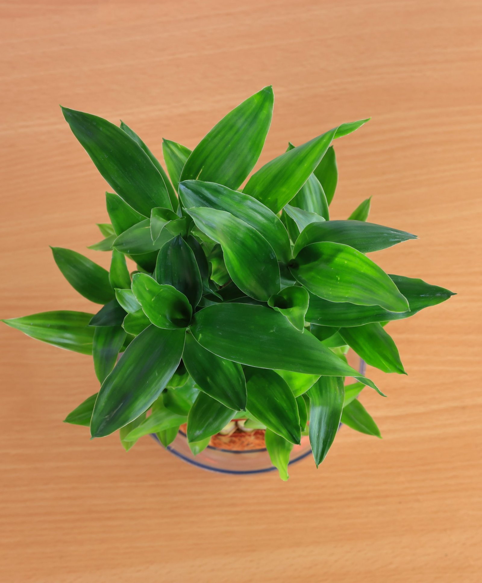 Lucky Bamboo 2-Layer with Self Watering Pot - Image 5