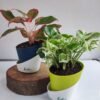 Aglaonema Lipstick & Enjoy Money Plant Combos
