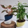 Aglaonema Lipstick & Lucky Bamboo Combo