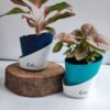 Aglaonema Lipstick & Syngonium Pink Combo