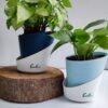 Syngonium Butterfly White & Green Money Plant Combo