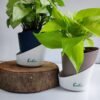 Syngonium Butterfly White & Neon Money Plant Combo