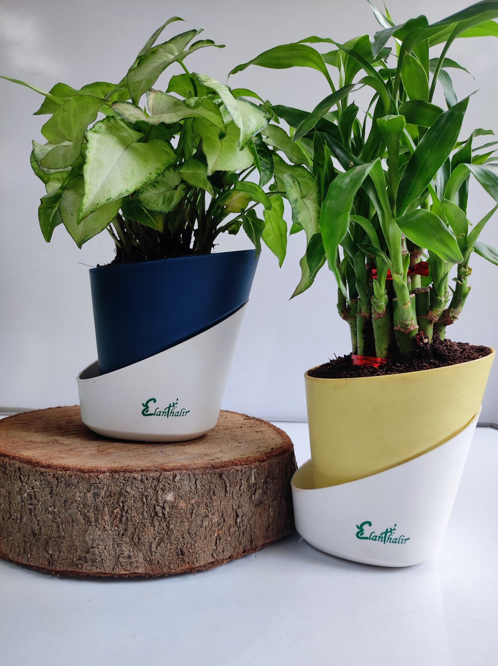 Syngonium Butterfly White & Lucky Bamboo Combo