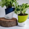 Syngonium Butterfly White & Enjoy Money Plant Combo